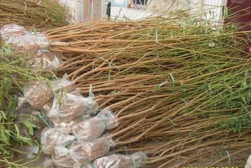 【黄金蜜桃苗】4号保证品种，基地直发！