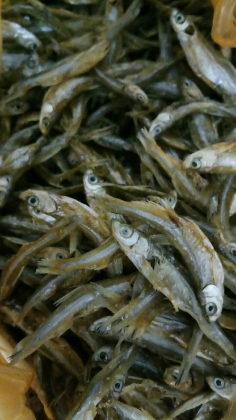 蓝刀鱼又称鬼鱼