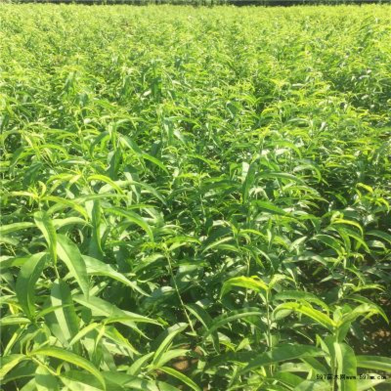 【桃树原生苗】山东泰安苗木基地直供山东桃树苗
