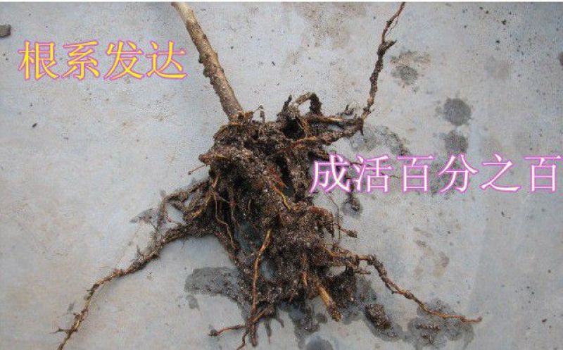 【桃树原生苗】山东泰安苗木基地直供山东桃树苗