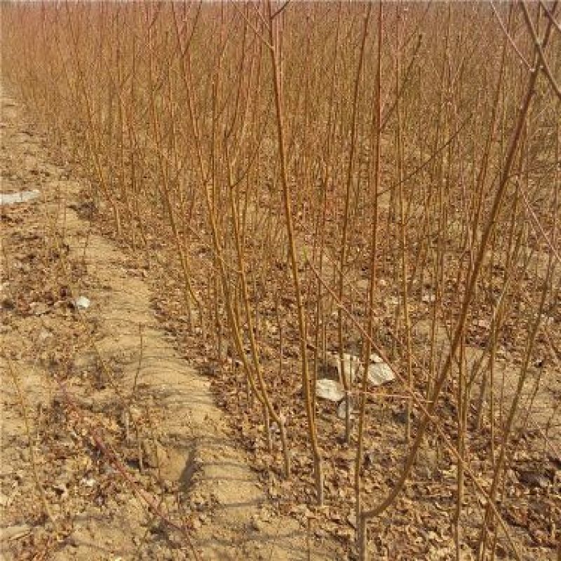 【桃树原生苗】山东泰安苗木基地直供山东桃树苗