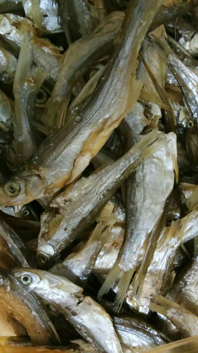 蓝刀鱼又称鬼鱼