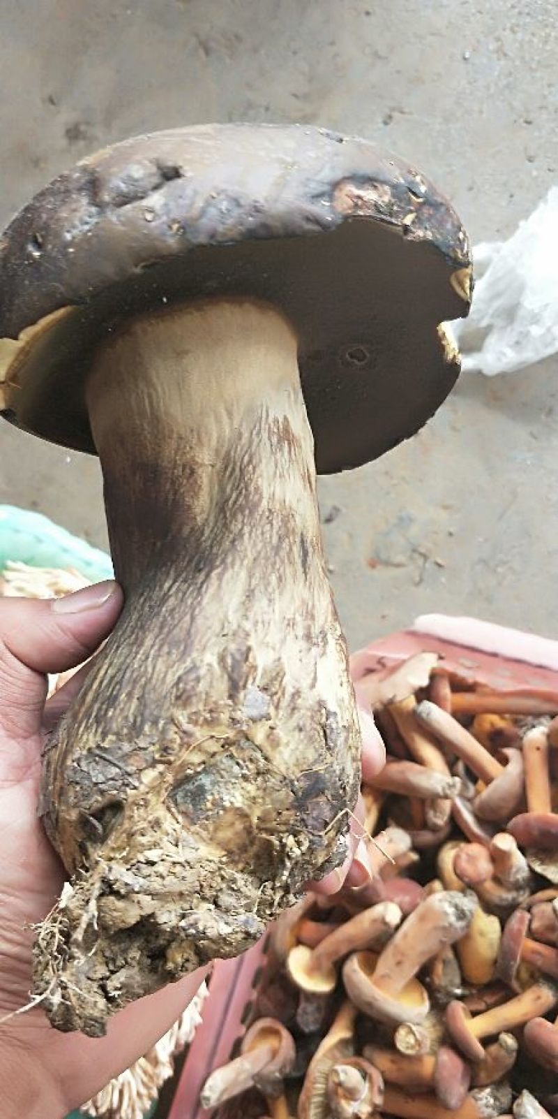 野生菌云南