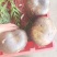 野生菌云南