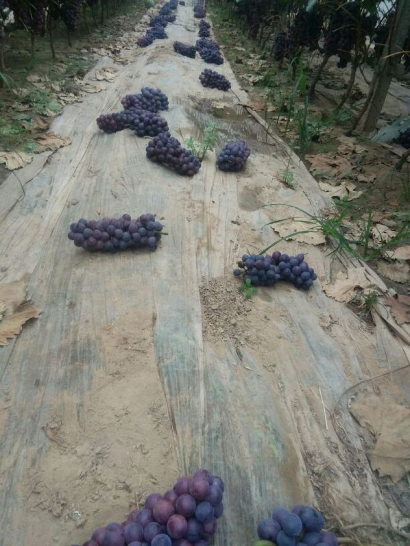 夏黑葡萄品质好，味道好，色正