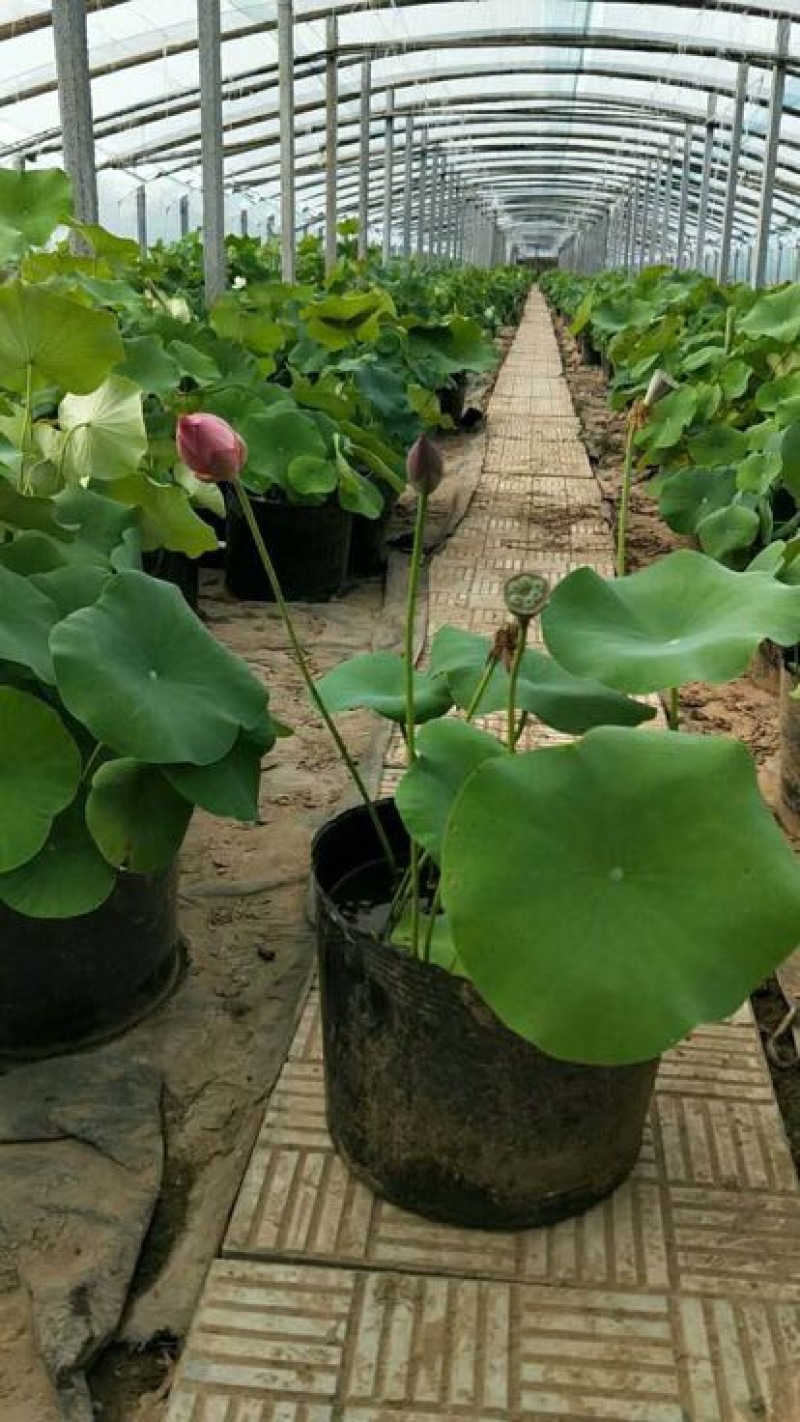 荷花基地直供质优价廉欢迎实地考察