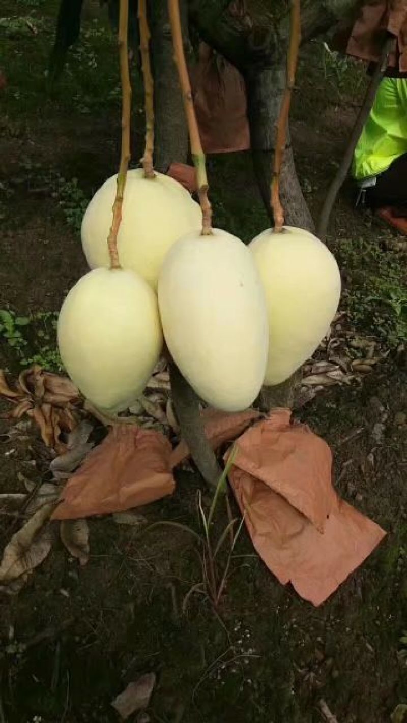 凯特