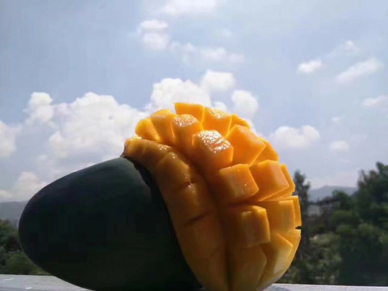 凯特