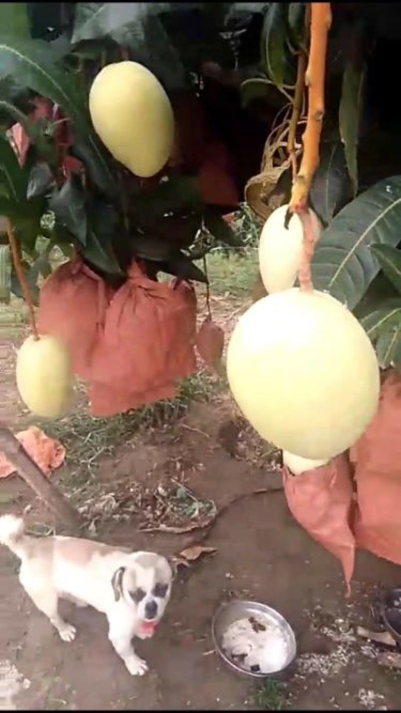 凯特