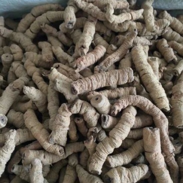 巴戟天(特标)精品中的精品，量少，要的可预定