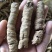 巴戟天(特标)精品中的精品，量少，要的可预定
