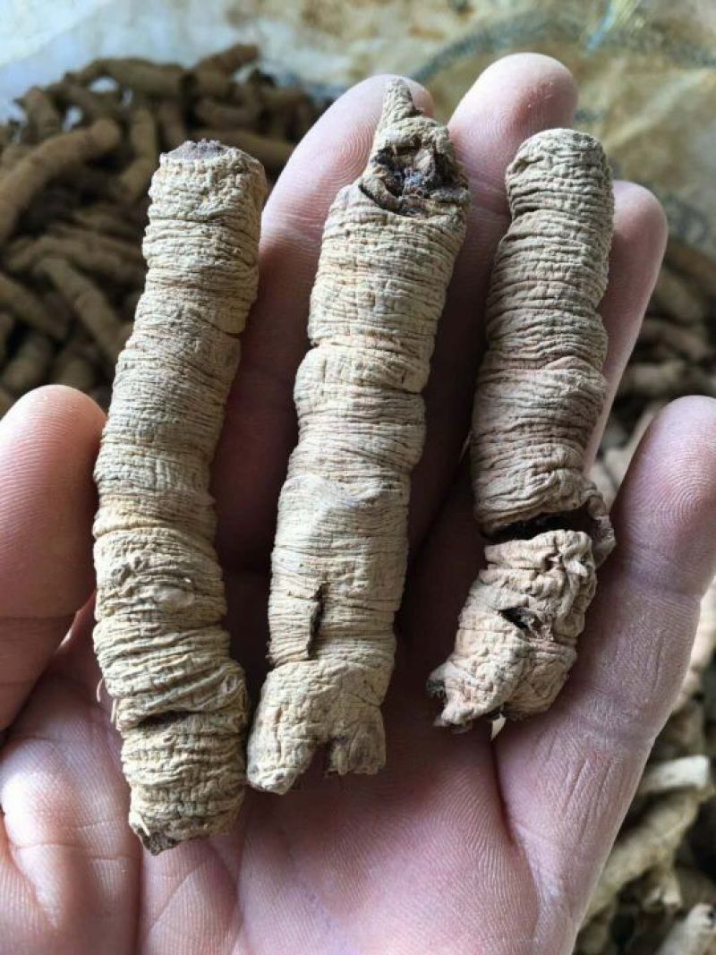 巴戟天(特标)精品中的精品，量少，要的可预定