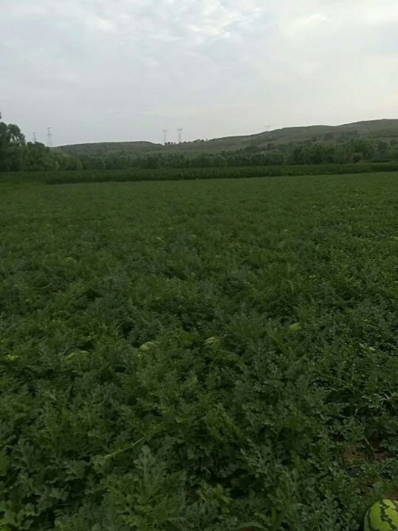 金城五号，8斤起步，头茬，200亩