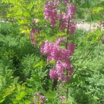 香花槐