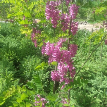 香花槐