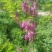 香花槐