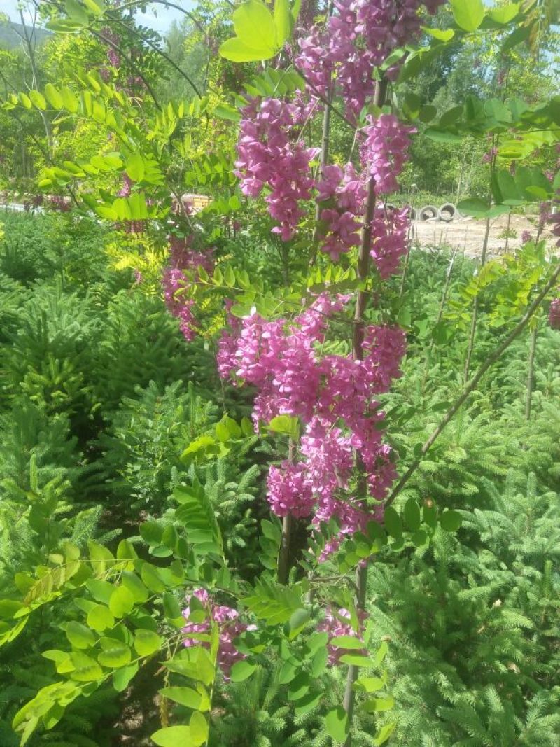 香花槐