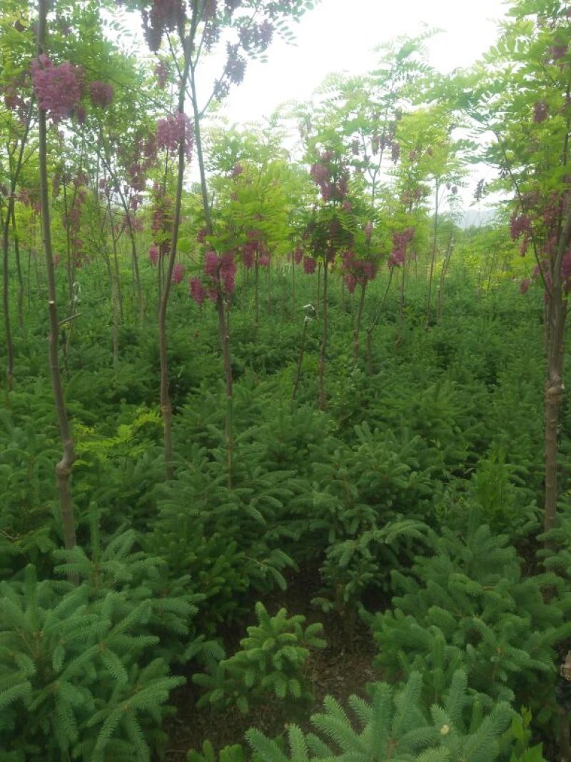 香花槐