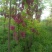 香花槐