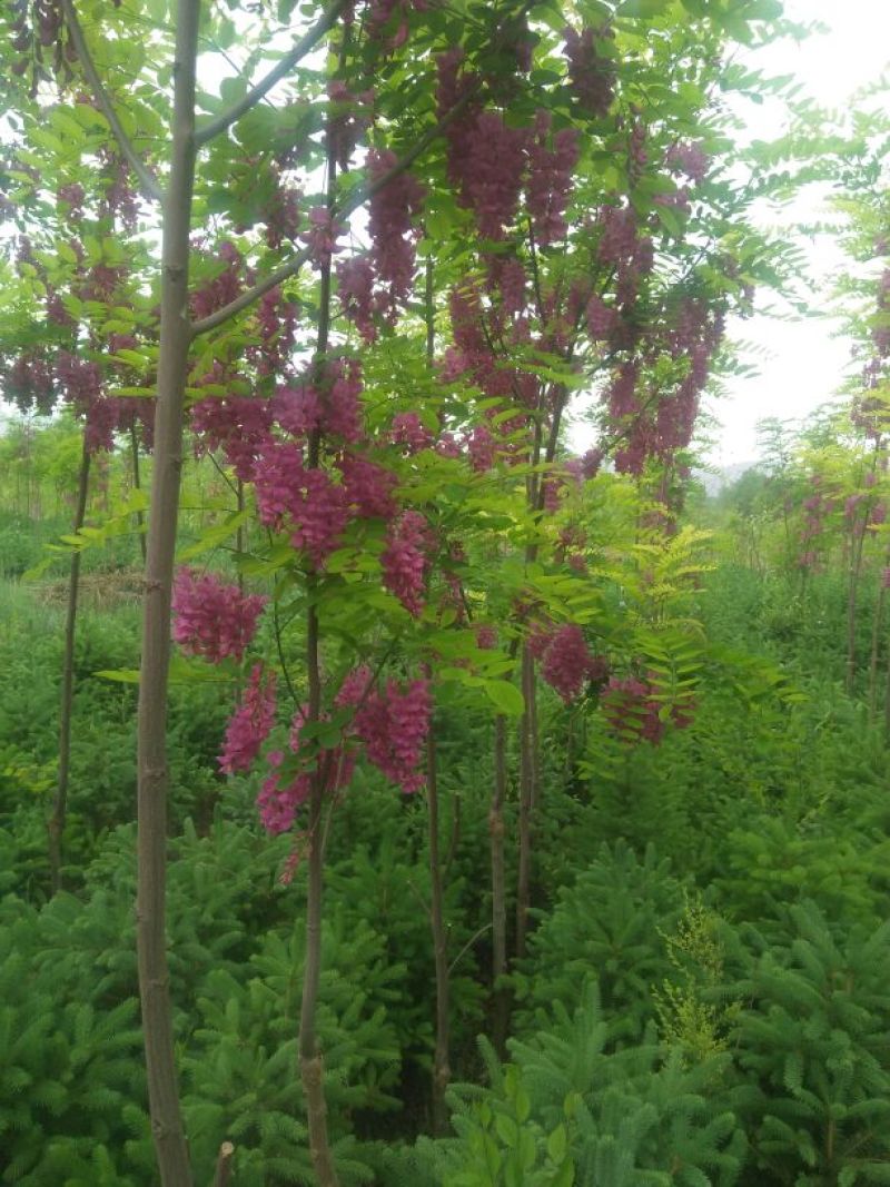 香花槐