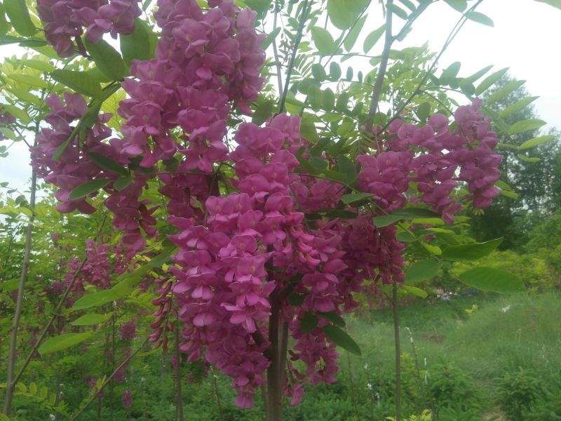 香花槐