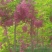 香花槐