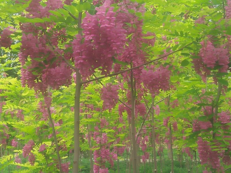 香花槐
