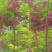香花槐