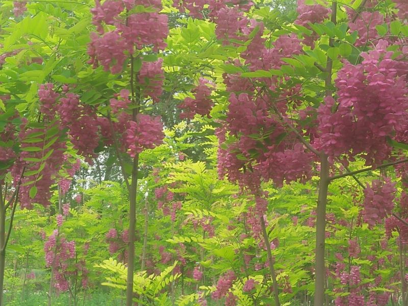 香花槐