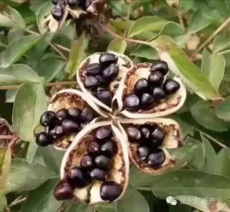 油用牡丹籽95%