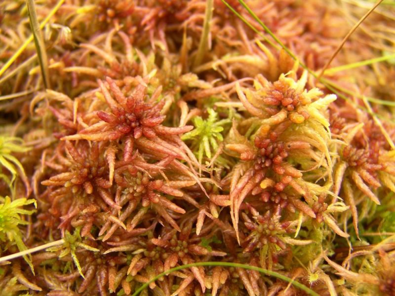 优质海花草