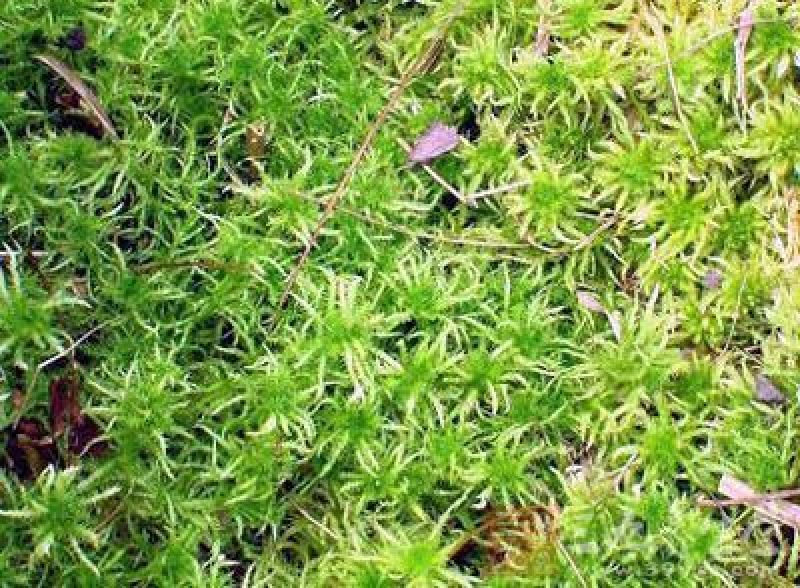 优质海花草