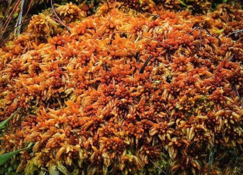 优质海花草