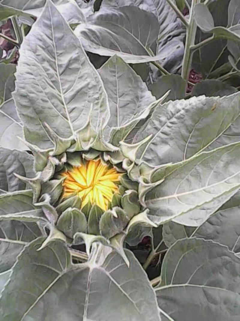 向日葵鲜花和籽种