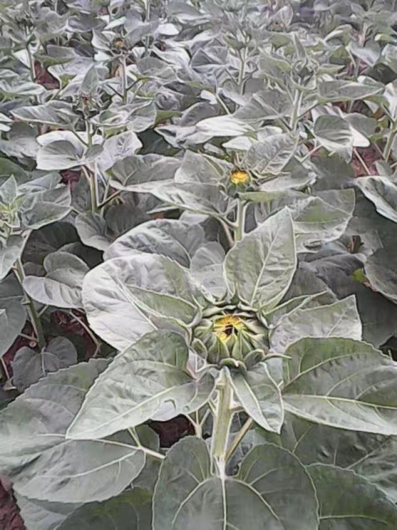 向日葵鲜花和籽种