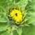 向日葵鲜花和籽种