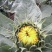 向日葵鲜花和籽种