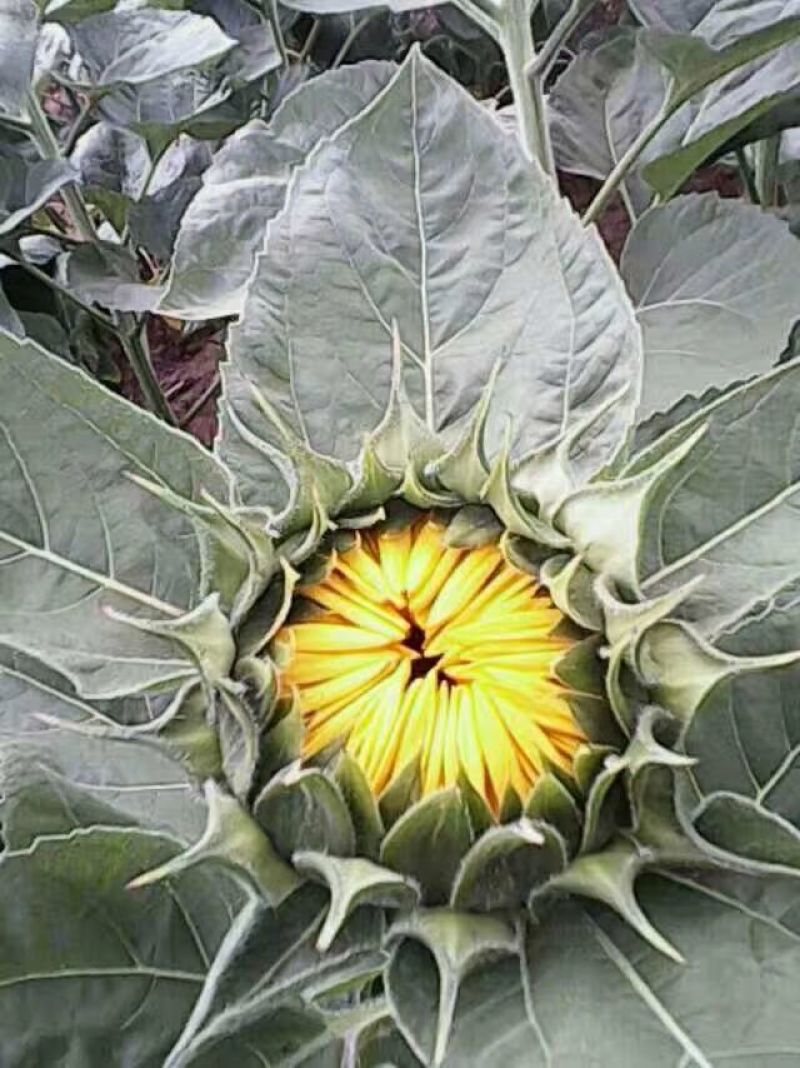 向日葵鲜花和籽种