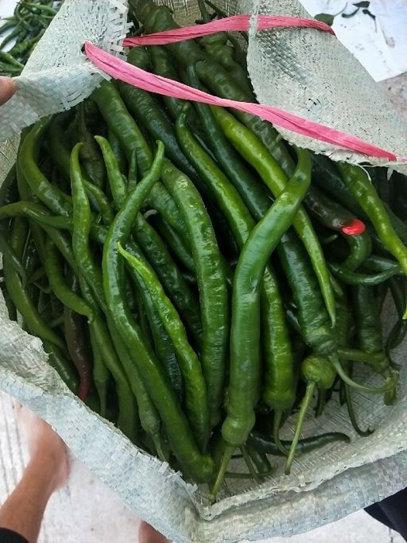 线椒