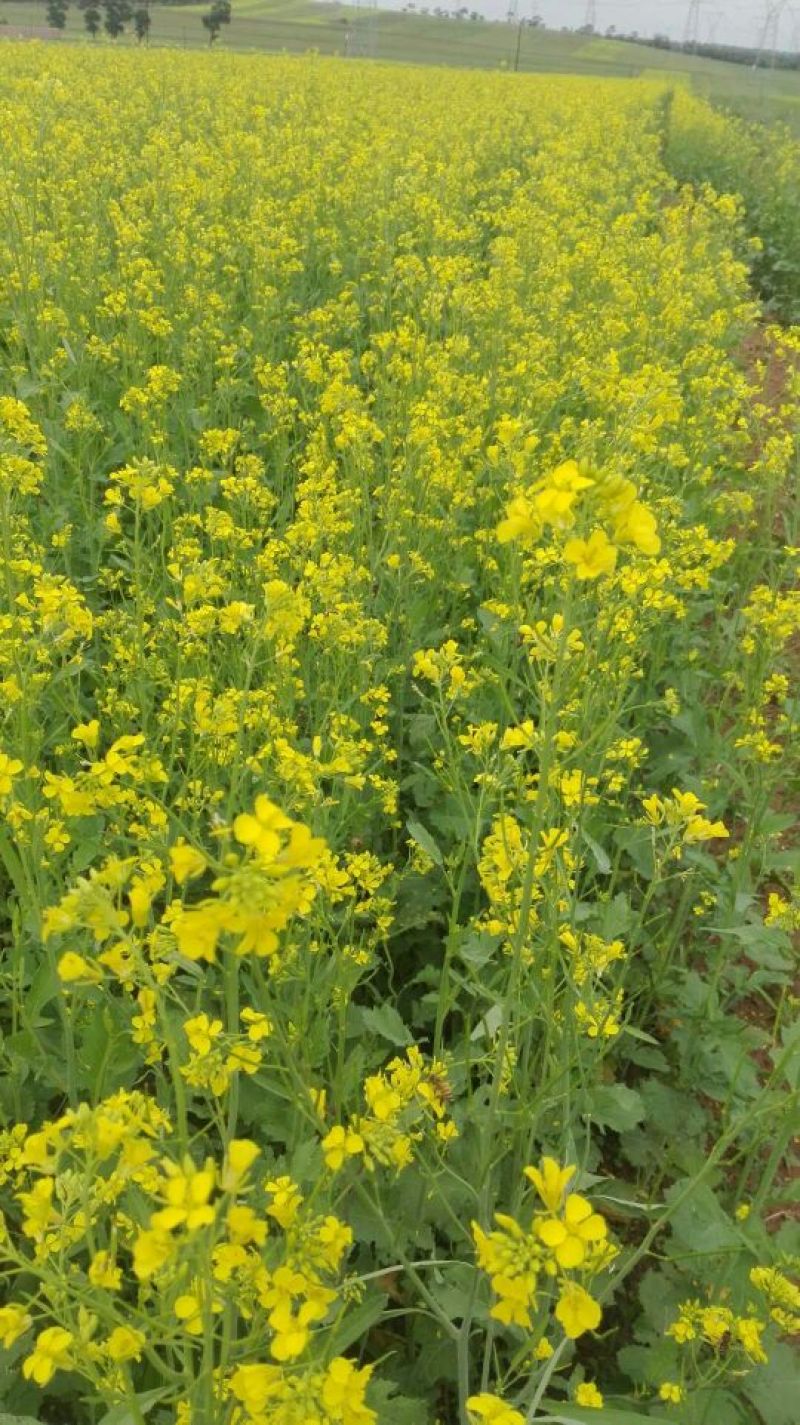 油菜籽