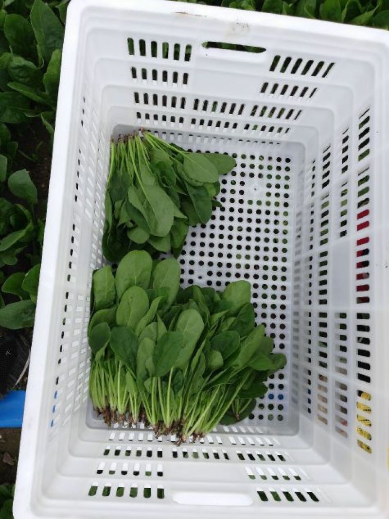 大叶菠菜