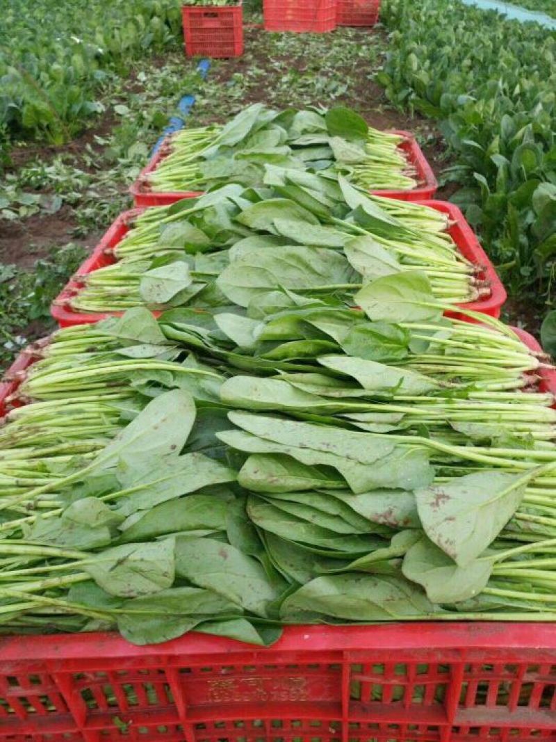 大叶菠菜