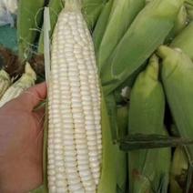 〔玉米〕水果玉米，白黏玉米一手货源产地直发