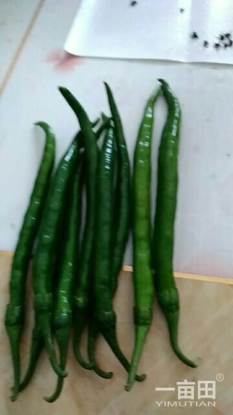新鲜辣椒