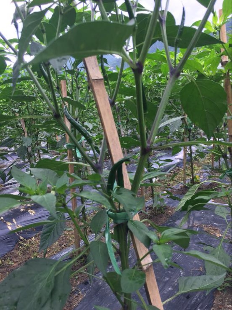 小米椒10~15厘米红中辣