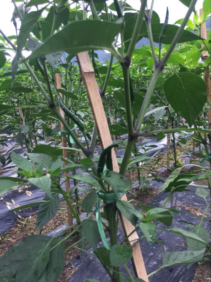 小米椒10~15厘米红中辣