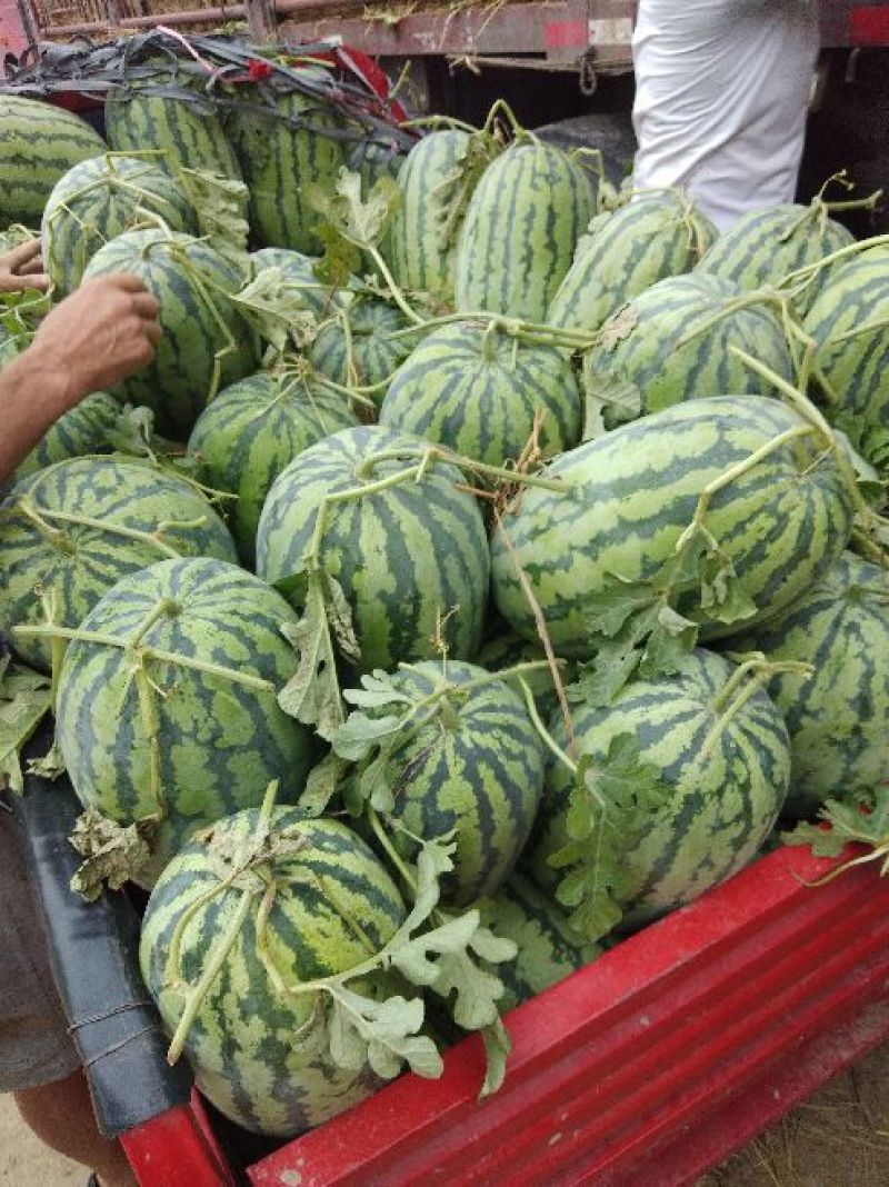 冠龙西瓜