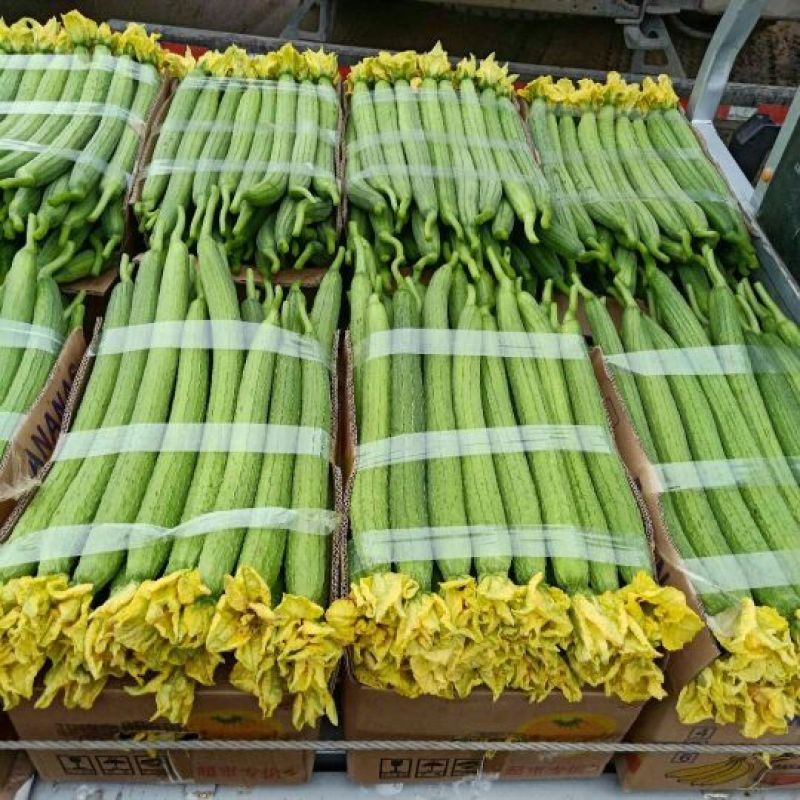 精品鲜花丝瓜