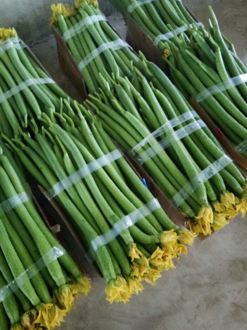 精品鲜花丝瓜