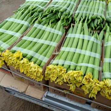 精品鲜花丝瓜